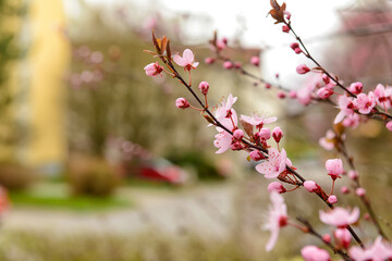 Blooming branches with pink flowers on street, closeup