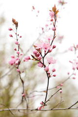 Blooming branches with pink flowers on street, closeup