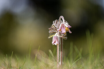 Pulsatilla pratensis  (syn. Anemone pratensis) - the small pasque flower.