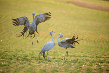Blue Crane Birds in their Natural Habitat in South Africa