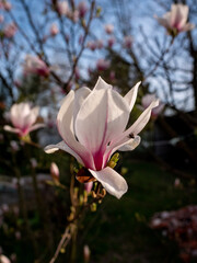 Wiosenne kwiaty magnolii  © Rafa