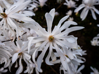 Wiosenne kwiaty magnolii 