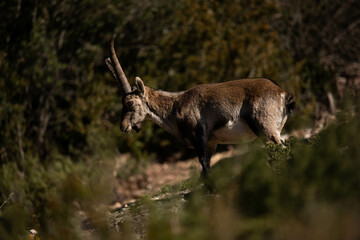 Ch&egrave;vre sauvage 