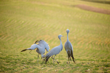 Blue Crane Birds in their Natural Habitat in South Africa