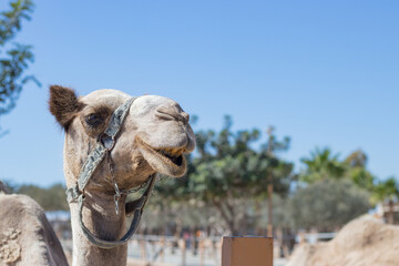 A camel in a pen in clear weather. zoo with wild animals. the face of a camel.