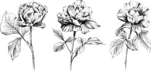 Rose flowers and leaves. Isolated hand drawn set.
