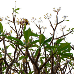 branch of a tree with leaves