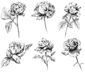 Rose flowers and leaves collection. Isolated hand drawn set.