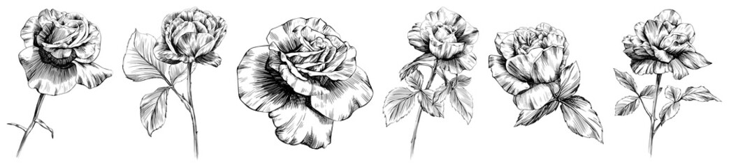 Rose flowers and leaves collection. Isolated hand drawn set.