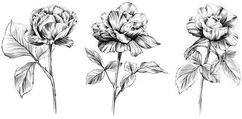 Rose flowers and leaves collection. Isolated hand drawn set.