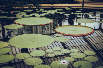 Lilypads floating in a pool with the glass house roof reflected in the water