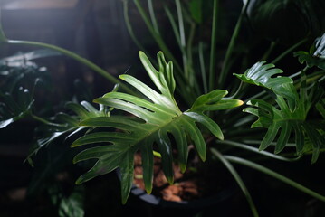 Philodendron xanadu Croat © Chu