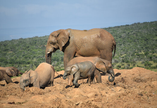 Africa- Close Up of Young Wild Elepants Having Fun During a Mud Bath