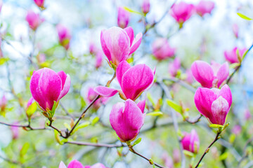 Vivid Blooming Pink Magnolia Floral Background