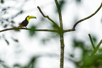Fototapeta premium Keel-billed Toucan - Ramphastos sulfuratus, large colorful toucan from Costa Rica forest with very colored beak, El Valle de Anton, Panama.