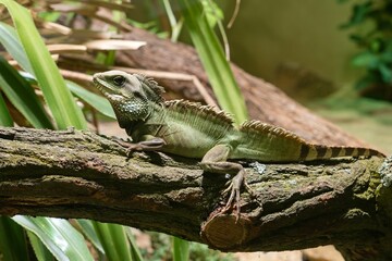 green lizard on a tree