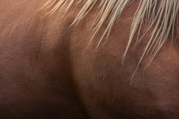 close up of brown horse
