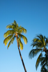 Fototapeta na wymiar palm trees in the sky