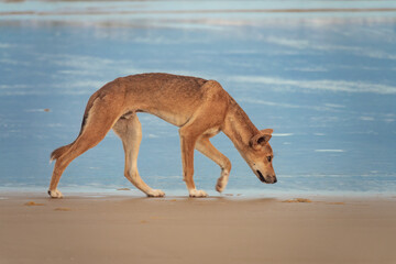 A wild pure bred dingo (Canis familiaris dingo) roaming the beaches of Fraser island (K'gari)  a World Heritage sand island in the Wide Bay–Burnett region, Queensland, Australia.