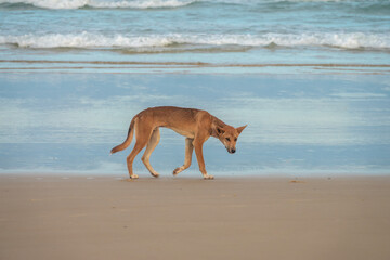 Fototapeta na wymiar A wild pure bred dingo (Canis familiaris dingo) roaming the beaches of Fraser island (K'gari) a World Heritage sand island in the Wide Bay–Burnett region, Queensland, Australia.