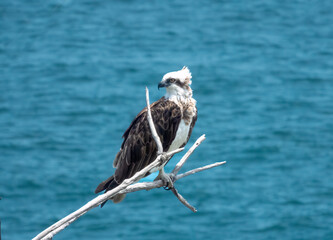 Australasian Osprey perched on a dead tree branch, Noosa National Park, Queensland, Australia