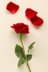 Beautiful red rose and petals on light background