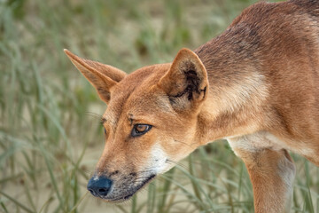 Naklejka na ściany i meble A wild pure bred dingo (Canis familiaris dingo) roaming the beaches of Fraser island (K'gari) a World Heritage sand island in the Wide Bay–Burnett region, Queensland, Australia.