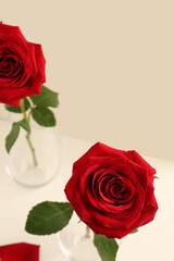 Vases with beautiful red roses on light background