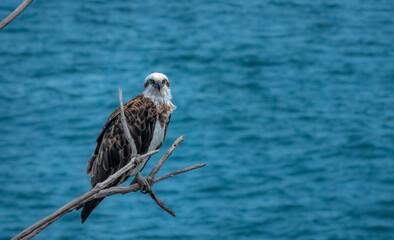 Australasian Osprey perched on a dead tree branch, Noosa National Park, Queensland, Australia