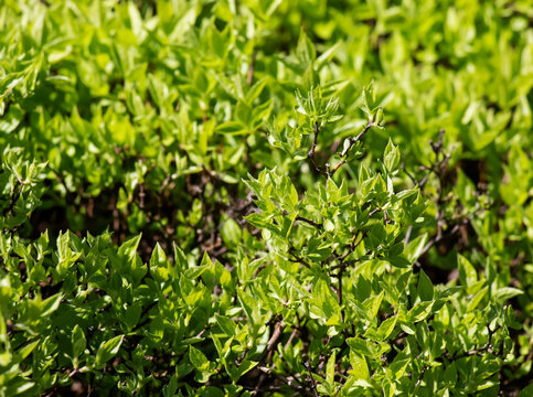 Jasmine bush in spring. The first green leaves on the branches of the plant. The Latin name is Philadelphus lemoine or Philadelphus L.