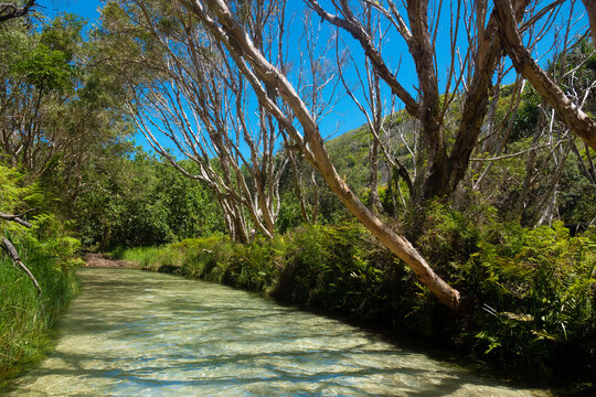 Eli Creek, Fraser Island, also known as K'gari, a World Heritage-listed island along the south-eastern coast in the Wide Bay–Burnett region, Queensland, Australia.