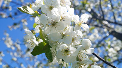 Fototapeta premium white cherry blossom