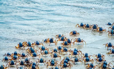 Papier Peint photo autocollant Whitehaven Beach, île de Whitsundays, Australie Light-blue soldier crabs (Mictyris longicarpus), Whitehaven Beach, Whitsunday Islands, off the central coast of Queensland, Australia.