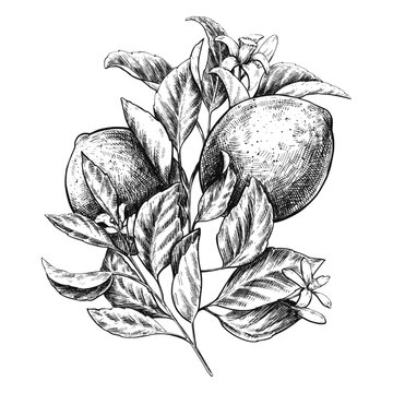 Lemon branch ink sketch vintage botanical illustration.