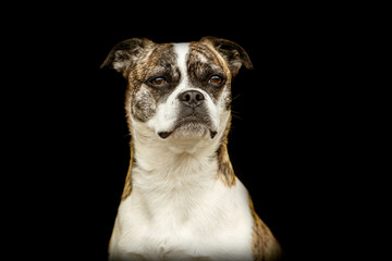 Portrait of a female boston terrier crossbreed mongrel dog on dark background