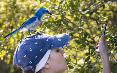 Scrub Jay in Florida taking a selfie while sitting on a young woman's head