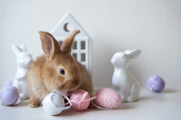 Fluffy rabbit in a basket with easter eggs isolated on white. Easter Bunnies.