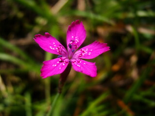 Fioletowy kwiat makro