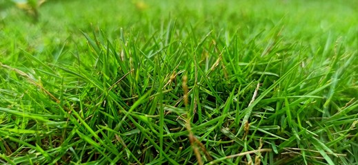 green grass background