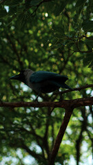 black crow sitting on a tree