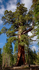 Giant Sequoia
