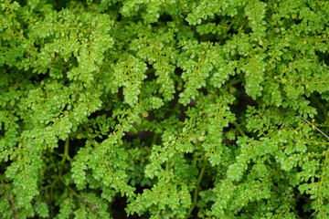 Close up Artilerry Plant or Pilea microphylla also known as rockweed, artillery plant, gunpowder...