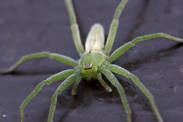 primer plano de araña verde, acechando a su presa
