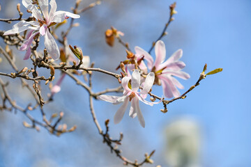 Tree branches with blooming Magnolia flowers on spring day, closeup