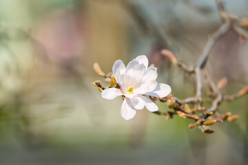 Tree branch with blooming Magnolia flower on spring day, closeup