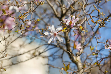Tree branches with blooming Magnolia flowers on spring day, closeup