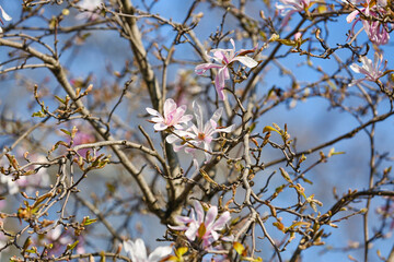 Tree branches with blooming Magnolia flowers on spring day, closeup