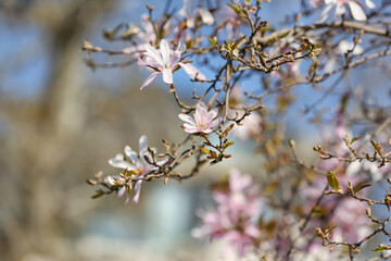 Tree branches with blooming Magnolia flowers on spring day, closeup