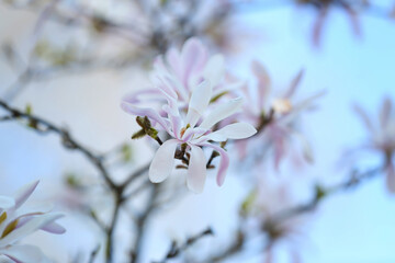 Tree branches with blooming Magnolia flowers on spring day, closeup