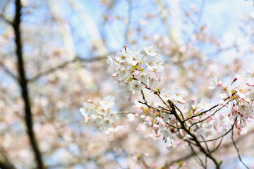 Blooming Sakura branches on spring day, closeup